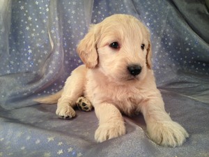 Male Goldendoodle Pupp for sale In Iowa #3 DOB 2-16-13|Iowa Goldendoodles in search of a home in Iowa, Minnesota, Illinois, or Wisconsin!